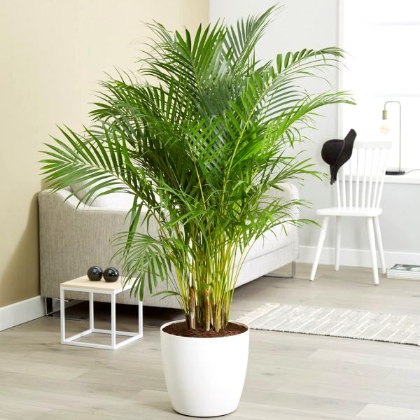 Areca-Palm (2)