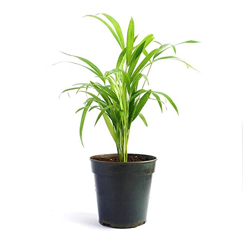 نخل اریکا – Areca Palm