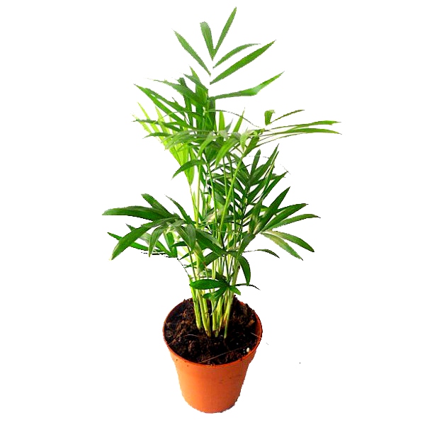 نخل شامادورا – Chamaedorea Elegans
